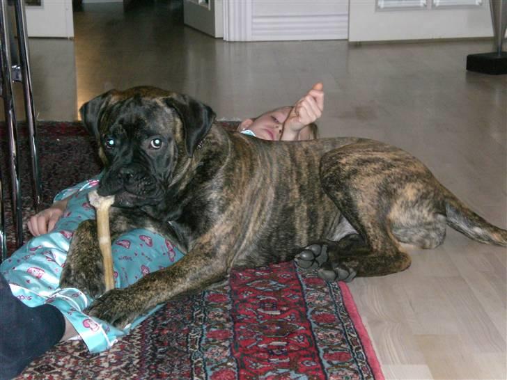 Bullmastiff Berta - Berta ligger på mine ben, med sit tyggeben :) billede 6