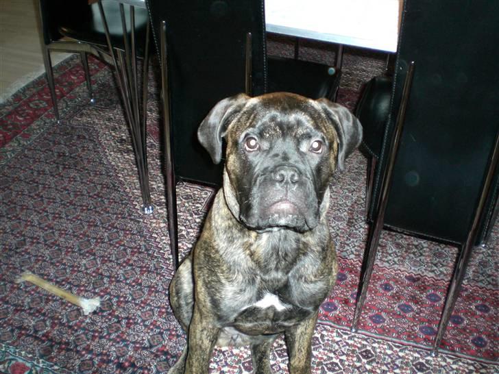 Bullmastiff Berta - Berta musen :)  billede 7
