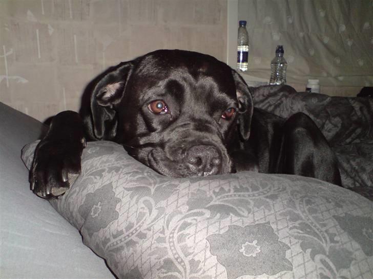 Blanding af racer Tickie T - Jeg ligger egentlig dejligt her i mor og fars nye seng... mon vi kan bytte? billede 6