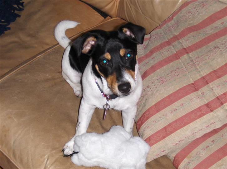 Jack russell terrier Sophie - Hej mor! Hvad det du holder i hånden? Noget man kan spise?? billede 1