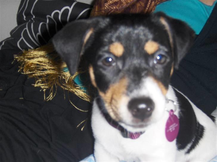 Jack russell terrier Sophie - Dejlig hund billede 2