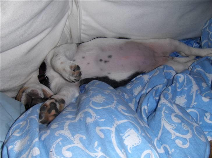 Jack russell terrier Sophie - Sådan elsker jeg at sove! For så kan mor komme og kramme mig på maven billede 3