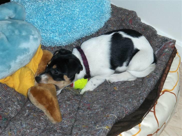 Jack russell terrier Sophie billede 4