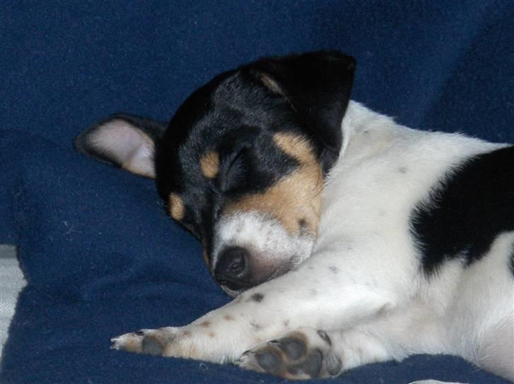 Jack russell terrier Sophie billede 5