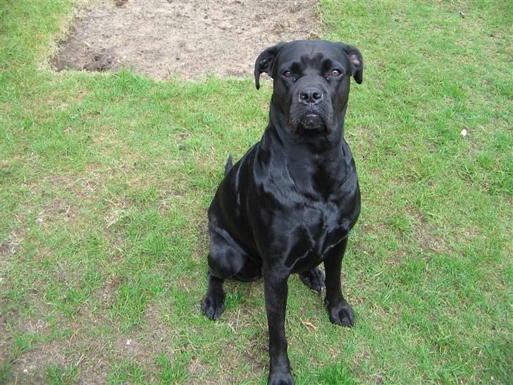 Blanding af racer Tickie T billede 7