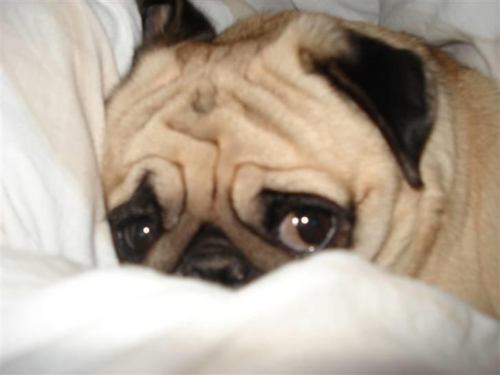 Mops Fiona billede 19