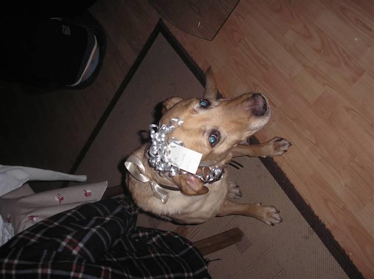 Labrador retriever Laurs RIP - dyrk lige det udtryk!! hvor sølle kan man være billede 10