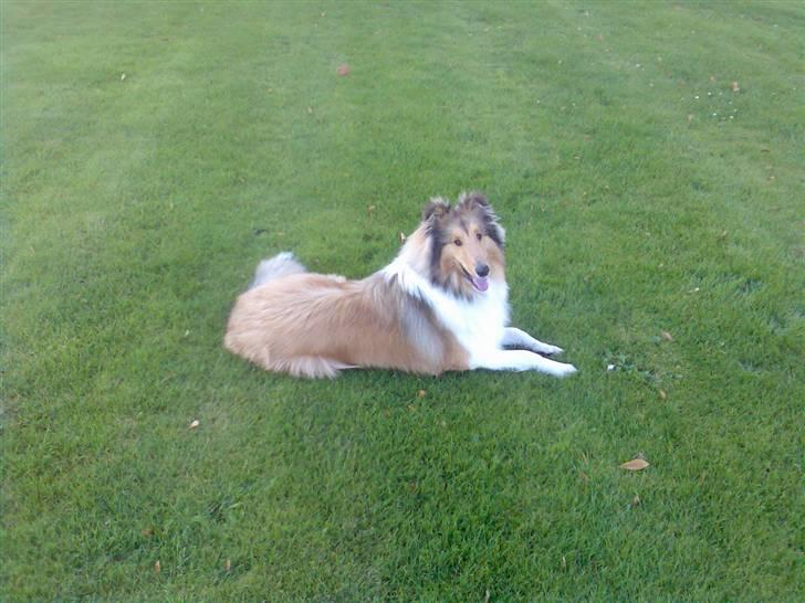 Collie langhåret Kenzo billede 8