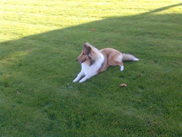 Collie langhåret Kenzo billede 9