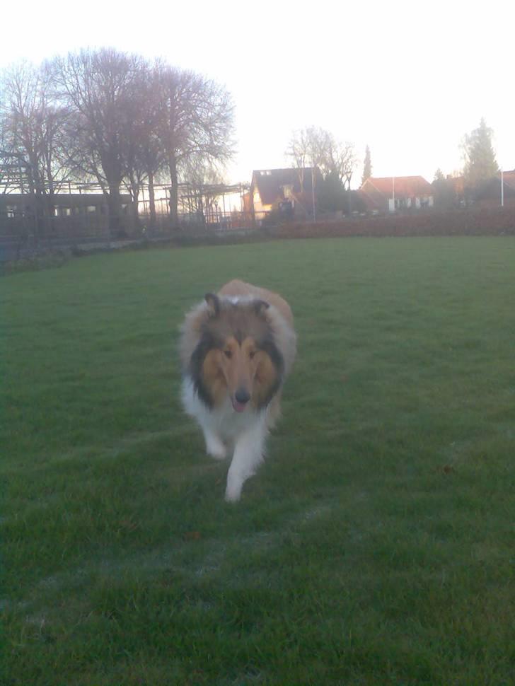 Collie langhåret Kenzo billede 10