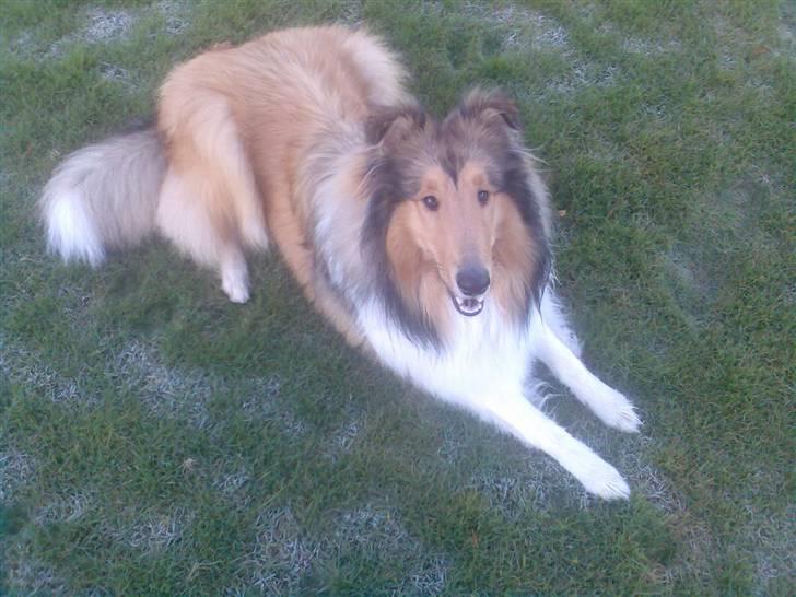 Collie langhåret Kenzo billede 11