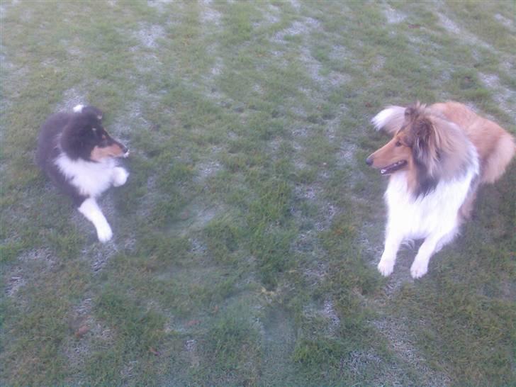 Collie langhåret Kenzo billede 12