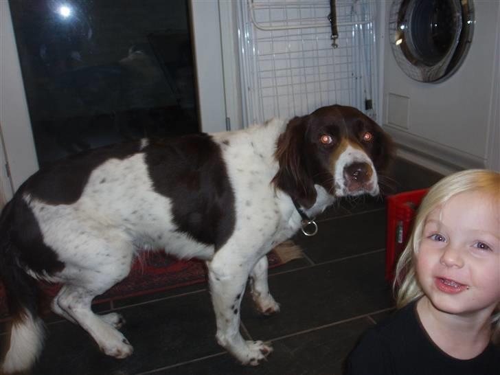 Drentsche patrijshond molly - Hjælp et kamera <--(staves) billede 13