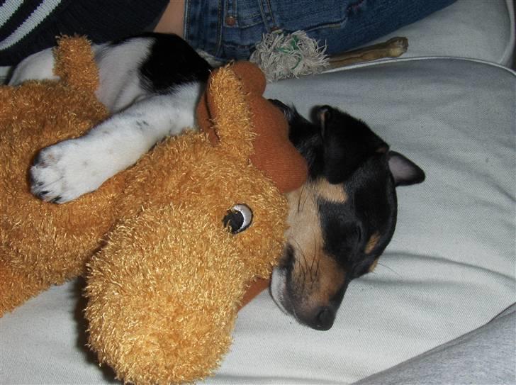 Jack russell terrier Sophie - Dette er min bedste ven... billede 6