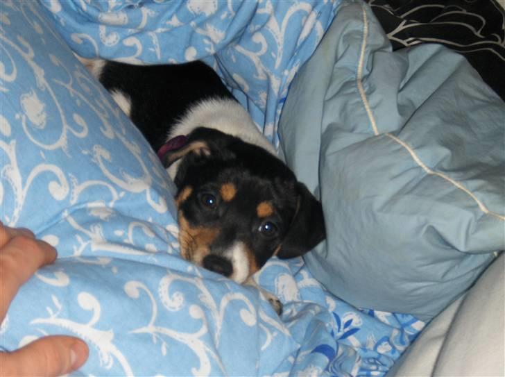 Jack russell terrier Sophie billede 7