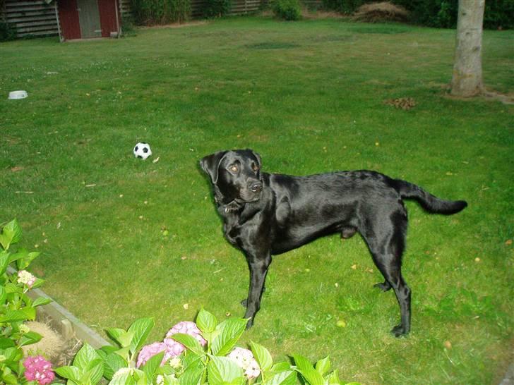 Labrador retriever Trico - en flot fyr. billede 1