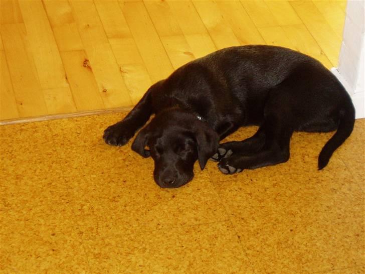 Labrador retriever Trico - Trico da vi har haft ham i et par uger. Man bliver hurtigt træt når man er så lille billede 2