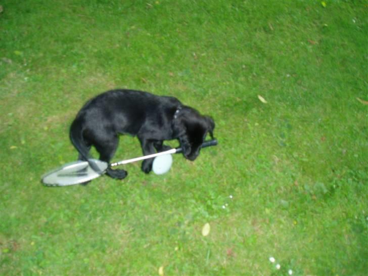 Labrador retriever Trico - Lille hund kan spille batminton billede 3