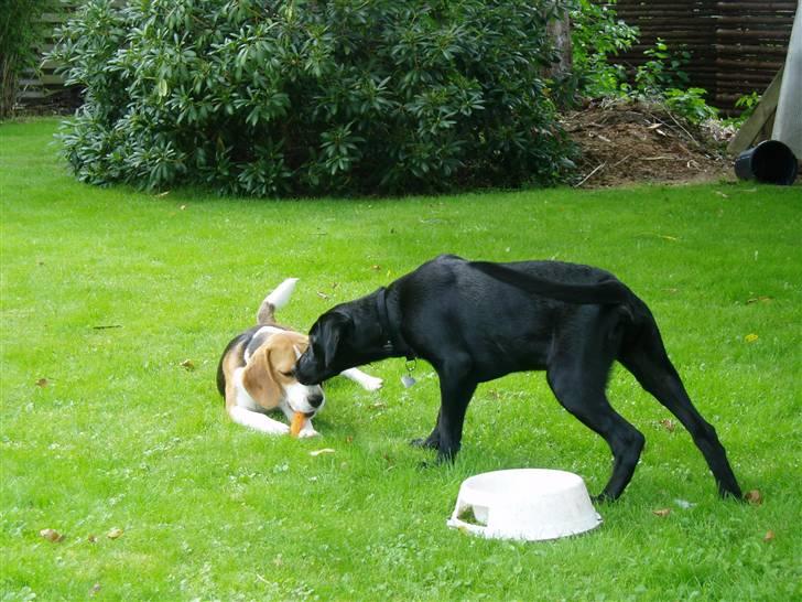 Labrador retriever Trico - Trico leger med sin ven Elvis billede 4