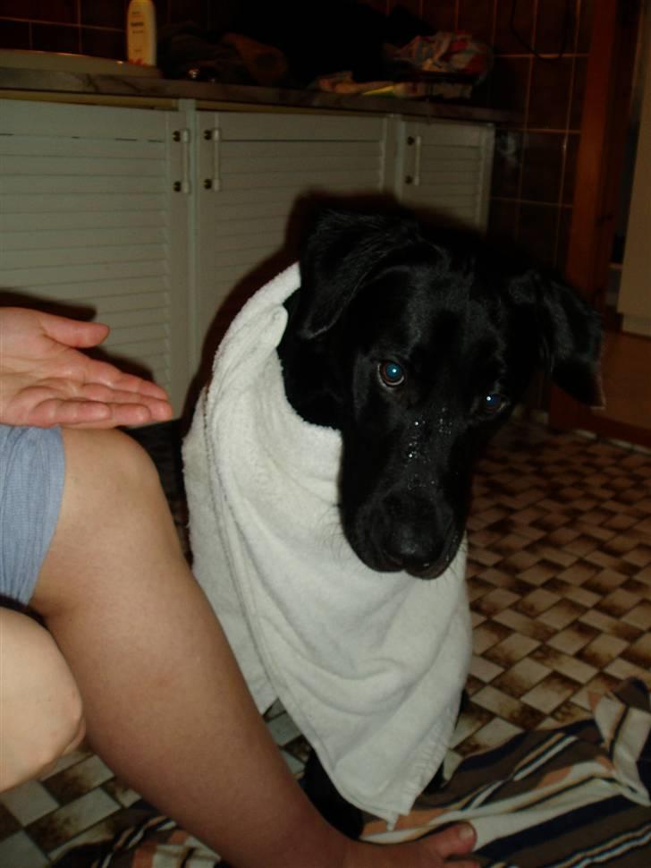 Labrador retriever Trico - Så har jeg lige været i bad... Dejligt billede 5