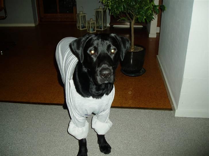 Labrador retriever Trico - Jeg får trøje på når jeg har været i bad, så jeg ikke går og fryser. Og det er så hyggeligt billede 6