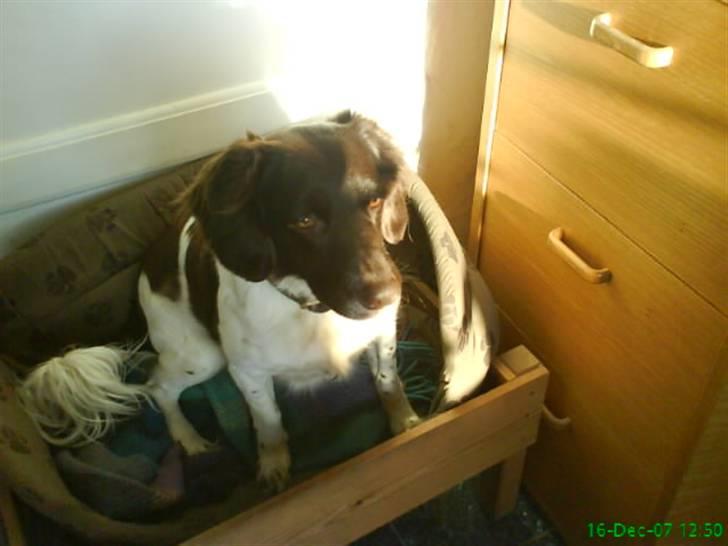 Kleiner münsterländer Zitta - Zitta skaht.<3 billede 19