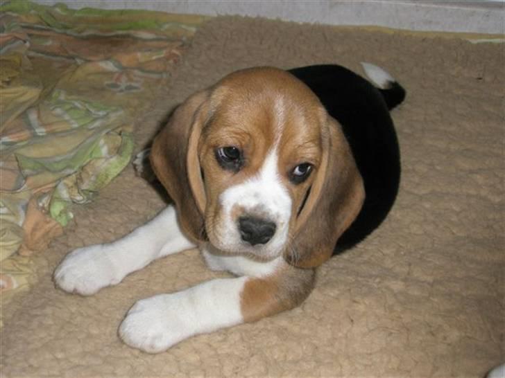 Beagle Love is like oxygen - 8 uger  billede 1
