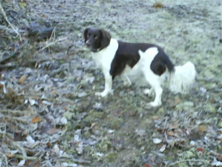 Kleiner münsterländer Zitta - Zitta i sneen. XD billede 20