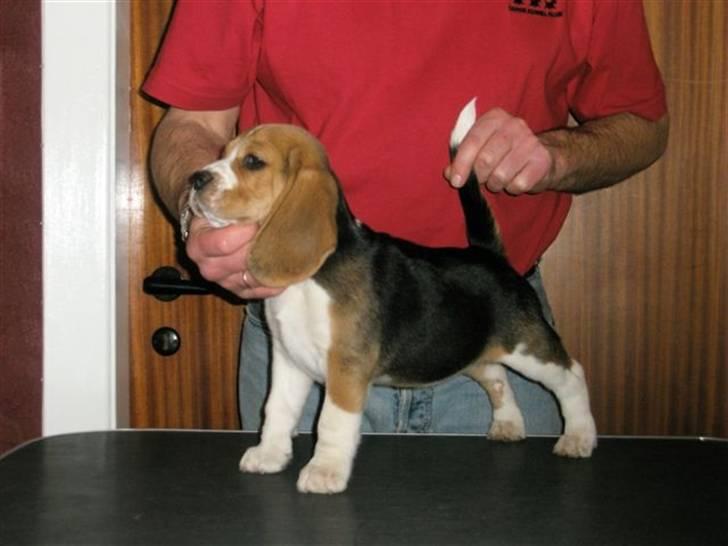 Beagle Love is like oxygen billede 2