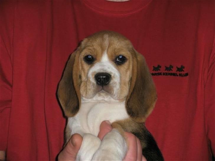 Beagle Love is like oxygen billede 3