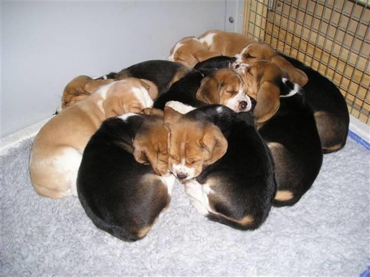 Beagle Love is like oxygen billede 4
