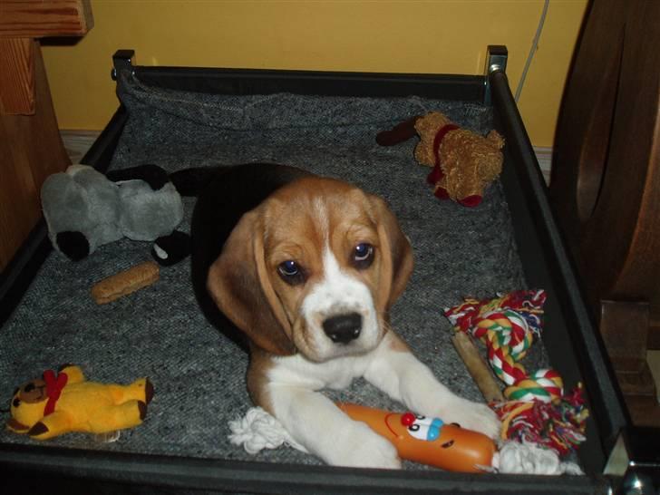 Beagle Love is like oxygen billede 5