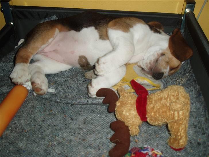 Beagle Love is like oxygen billede 6