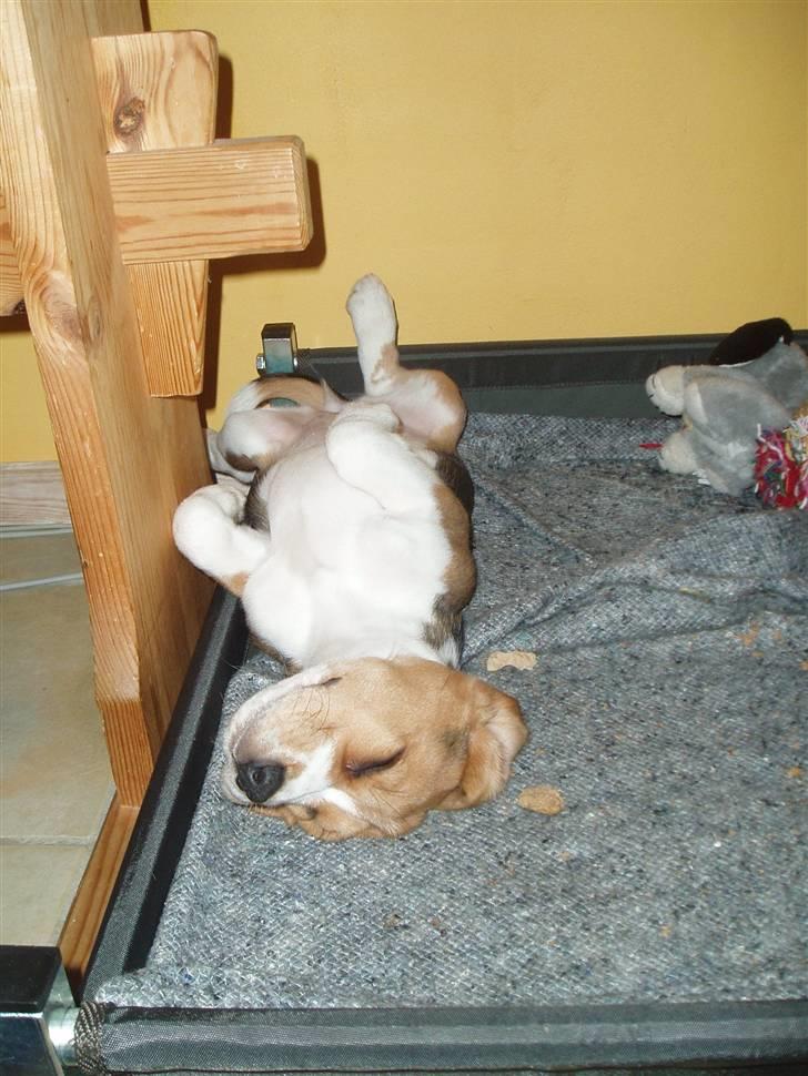 Beagle Love is like oxygen billede 7