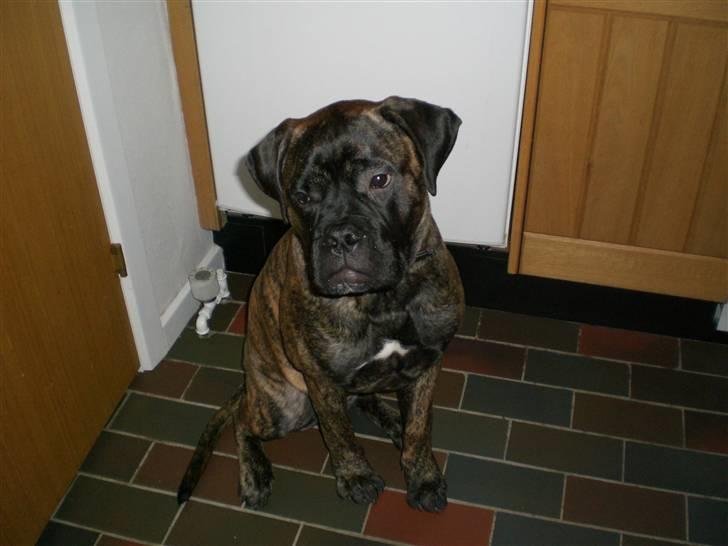 Bullmastiff Berta - Bette Berta, hjemme hos mormor og bedstefar :b billede 8