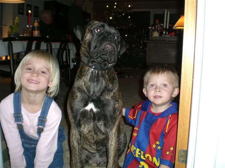Bullmastiff Berta - Min kusine, fætter og Berta <3 billede 9