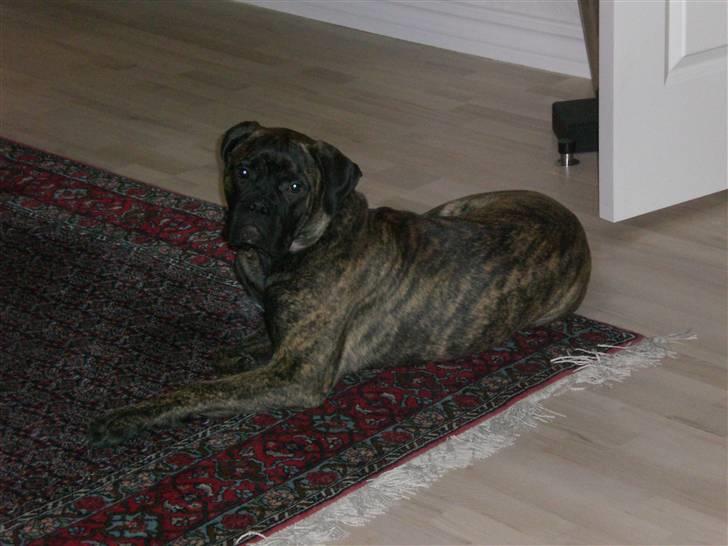 Bullmastiff Berta - Berta ligger i stuen og hygger sig <3 billede 10
