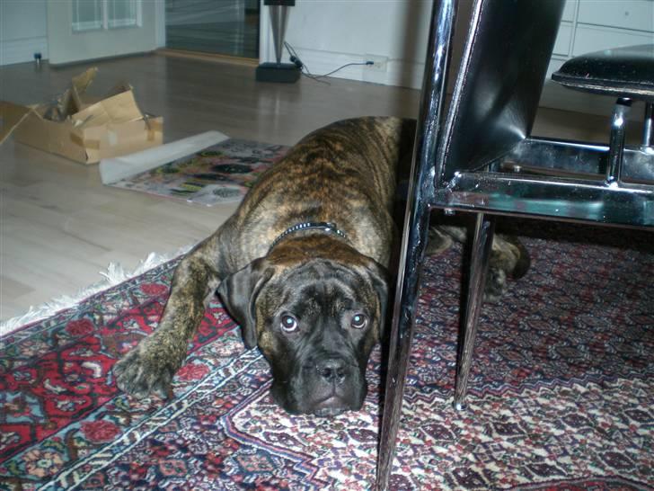 Bullmastiff Berta - Berta <3. billede 11