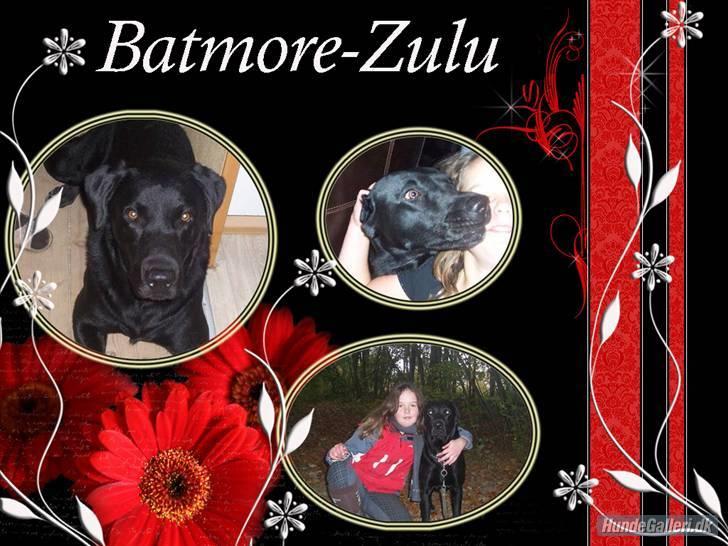 Labrador retriever Batmore-Zulu - Min skaht<3 elsker dig billede 16