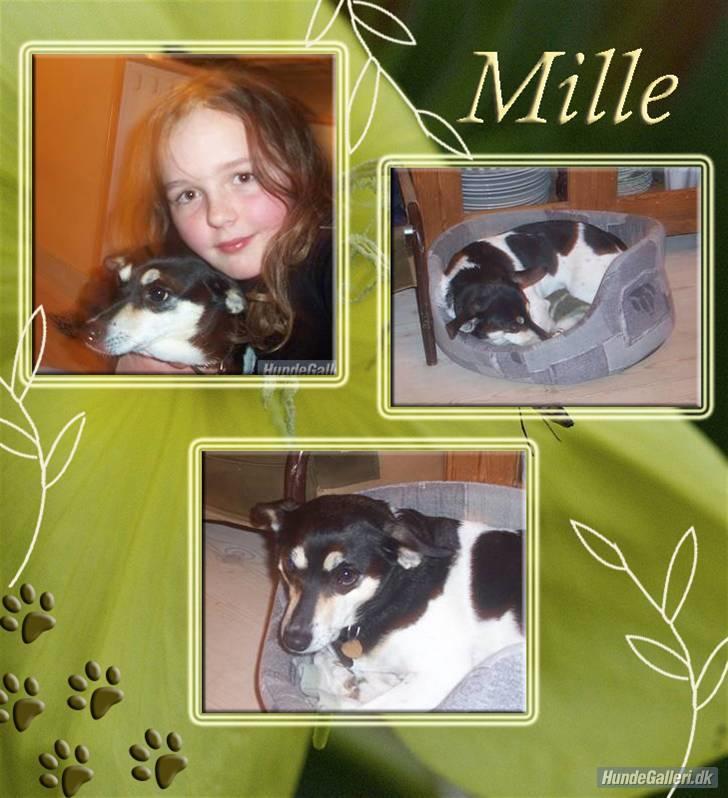 Glathåret foxterrier Mille - Dejlige mille:D billede 12