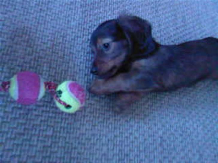 Dværggravhund Smilla - mit yndlings legetøj... billede 1