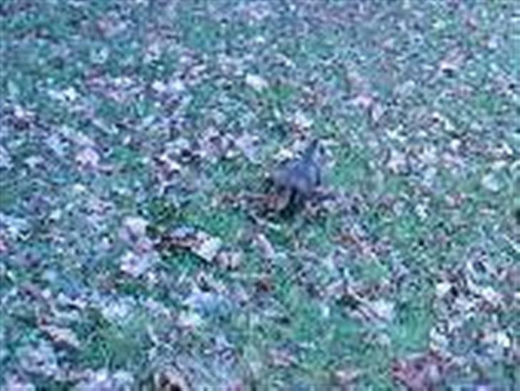 Dværggravhund Smilla - elsker at lege med blade ... billede 2