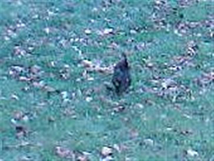 Dværggravhund Smilla - hehe stadig sjovt... billede 3