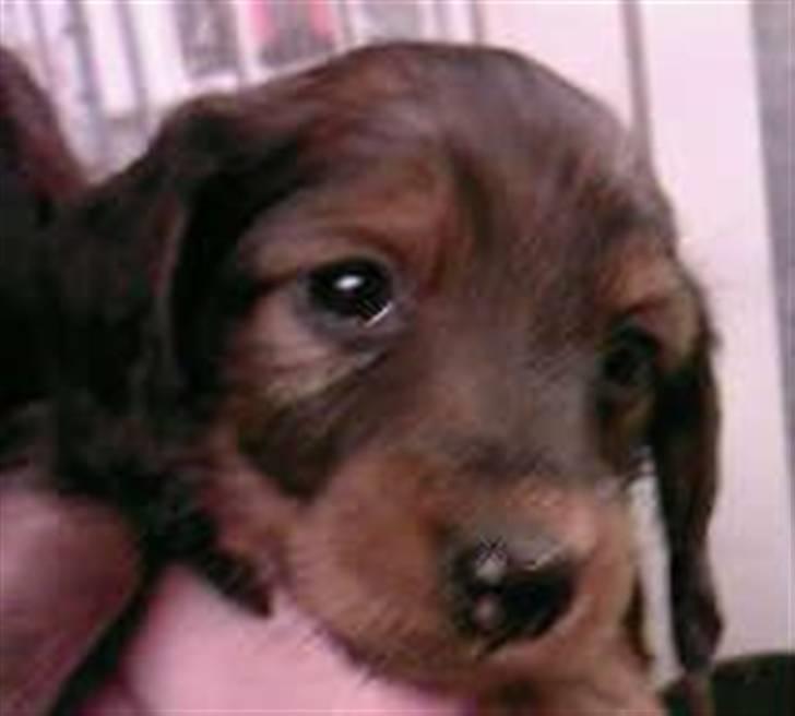 Dværggravhund Smilla - mig som et par uger gammel... billede 4