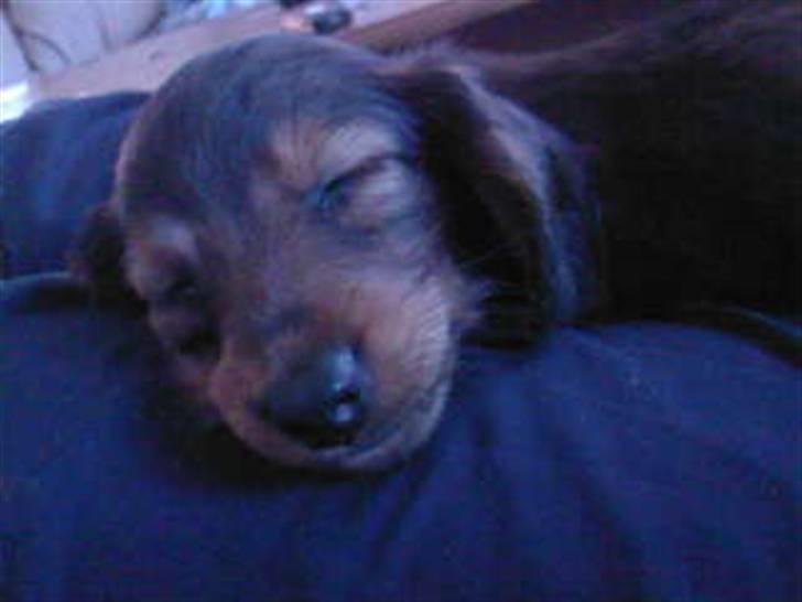 Dværggravhund Smilla - det er så dejligt at sove hos Sarah ... billede 5