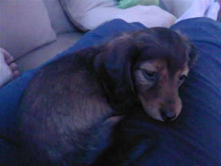 Dværggravhund Smilla - er så træt, anden dag at jeg er hos min nye familie.... billede 6