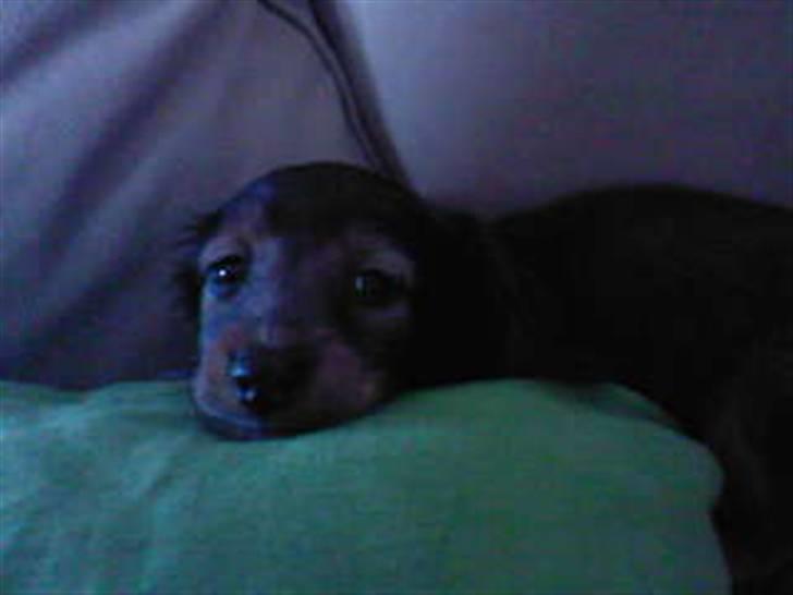 Dværggravhund Smilla - endelig stille... billede 7