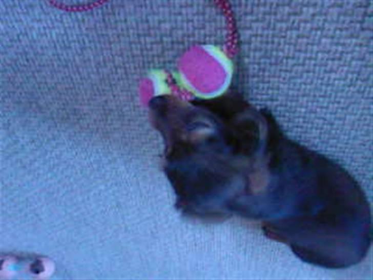 Dværggravhund Smilla - mit yndlings legetøj... billede 8