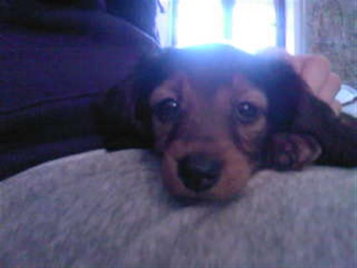 Dværggravhund Smilla - hvad er det for en ting,... billede 9