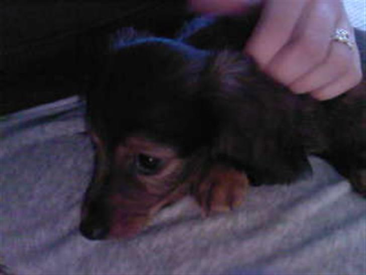 Dværggravhund Smilla - slapper lige lidt mere af... billede 10